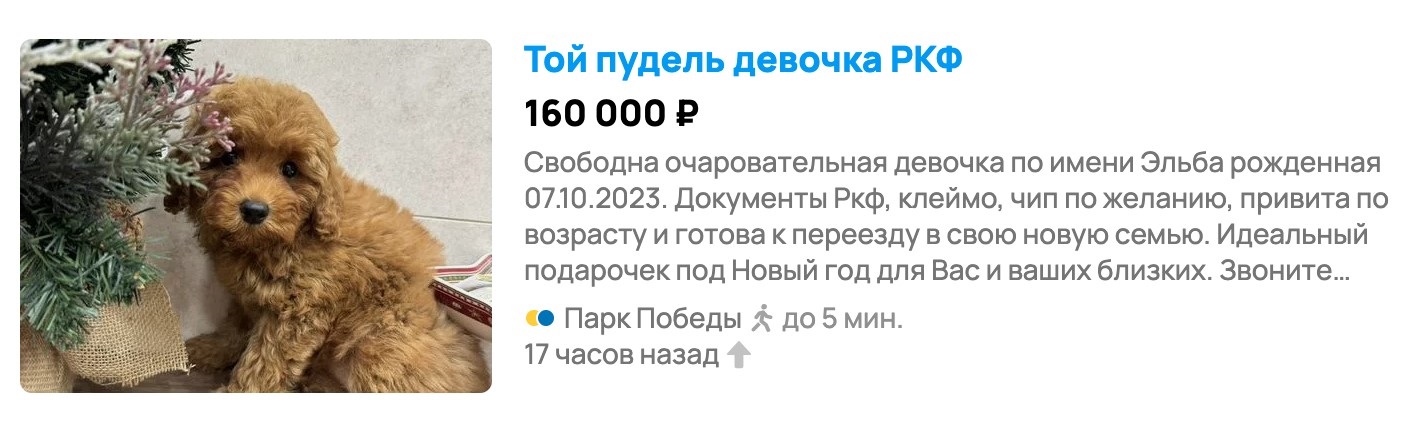 Объявление о продаже щенка на «Авито»